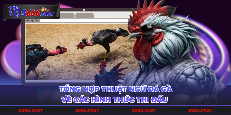 Tổng hợp thuật ngữ đá gà về các hình thức thi đấu 